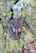 tesařík přeslenový (Brouci), Pogonocherus fasciculatus fasciculatus, Cerambycidae, Pogonocherini (Coleoptera)